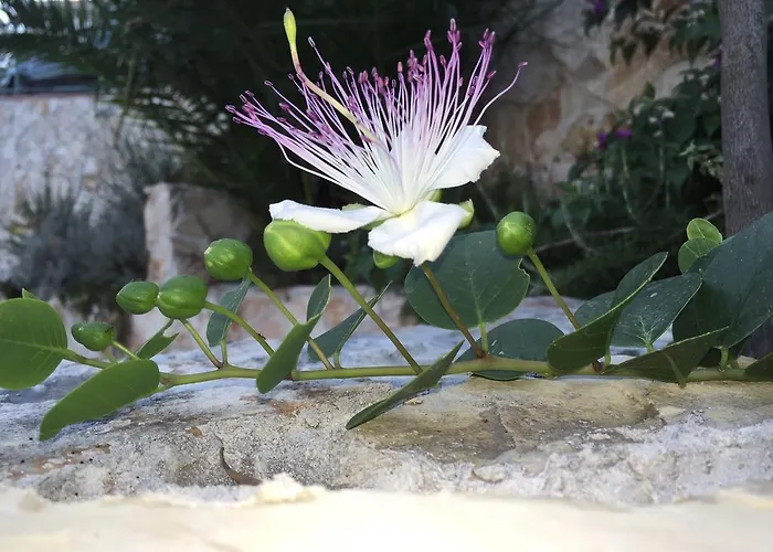 Pensionat Ca' Di Bianca 4*