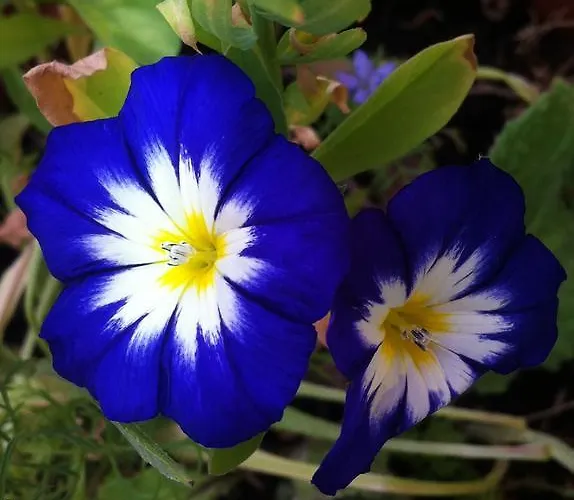 Ca' Di Bianca 4* Moneglia