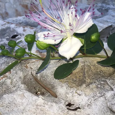 Maison d'hôtes Ca' Di Bianca Moneglia