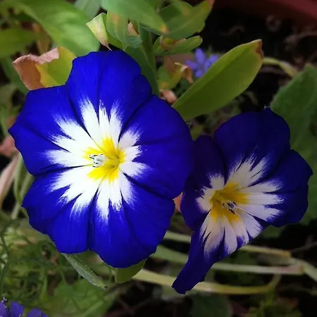 Ca' Di Bianca * Moneglia